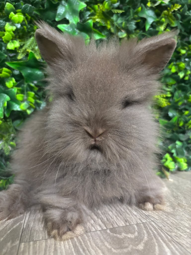 Baby Lionhead Bunnies ~ Ready Now 
