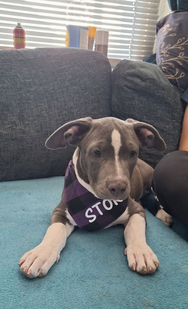 image for Staffie bitch 