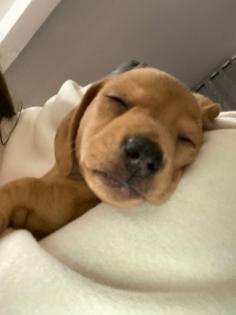 Mini dachshund puppies