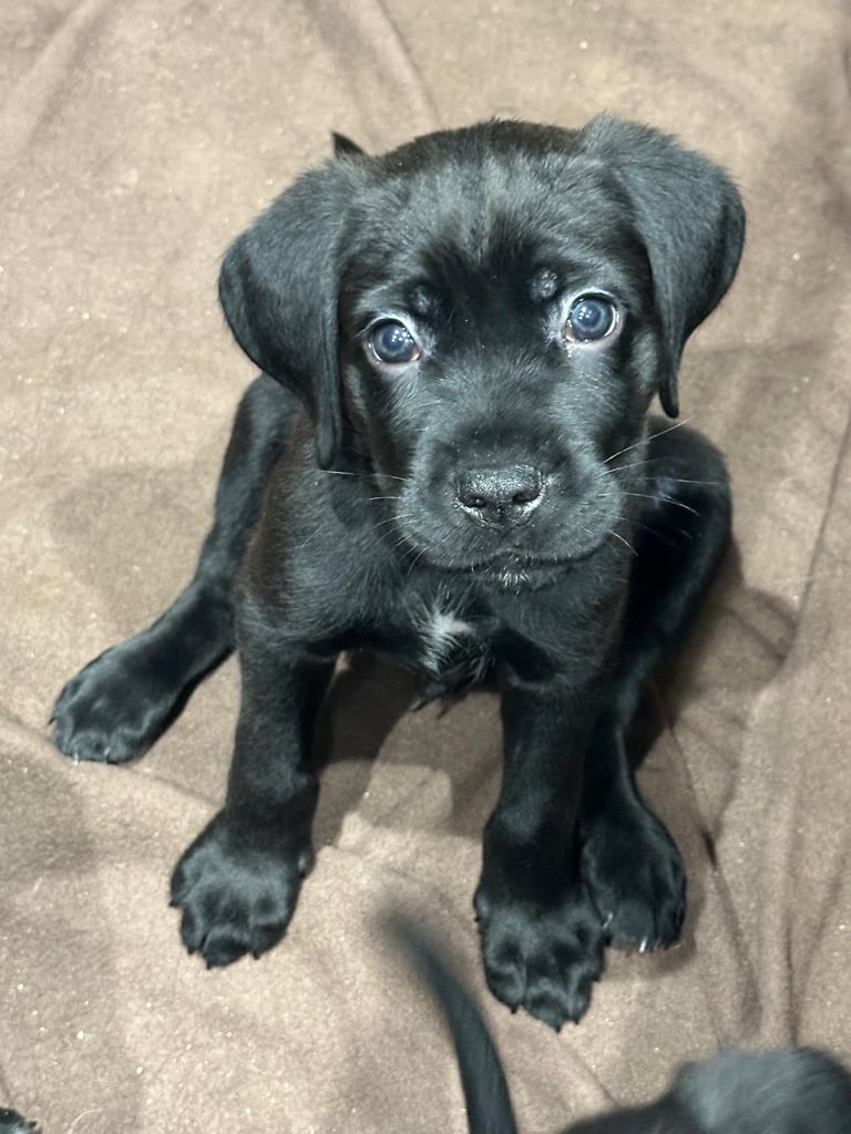 Cane corso puppies