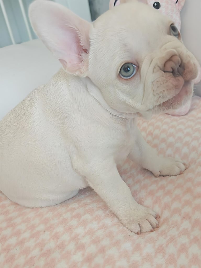 LAST ONE!! PRICE DROP !!PLATINUM MALE Chocolate merle and lilac fluffy carriers french bulldog