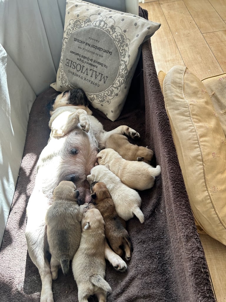 🐾 💕Adorable Puppies for the loving Families 💕🏡