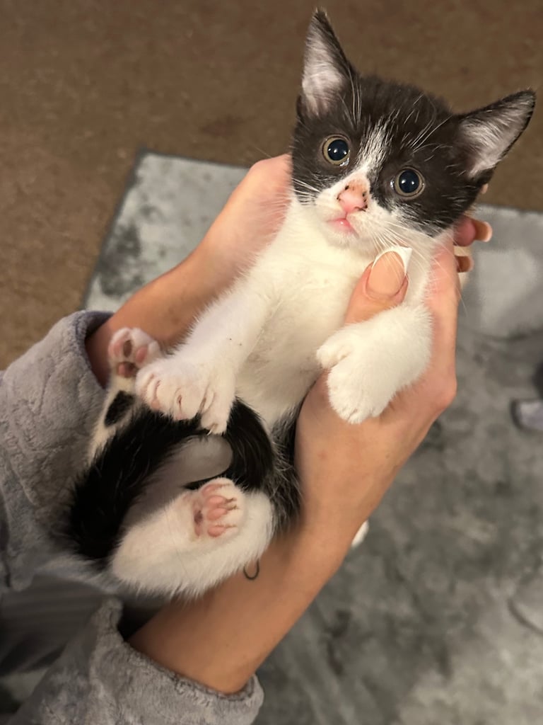 Kittens 