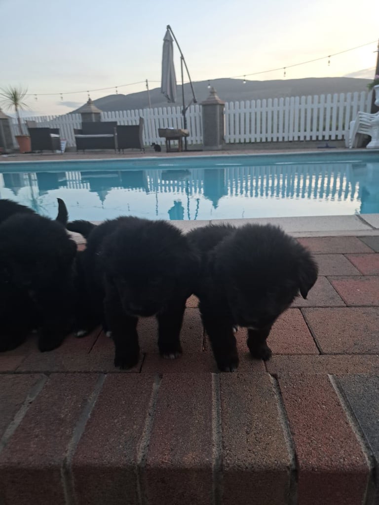 image for 7 Golden mountain dog pups