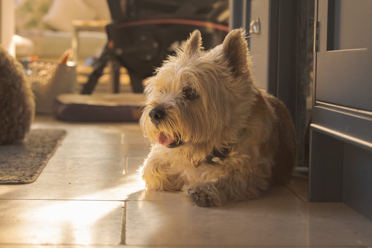 Pet Photography 