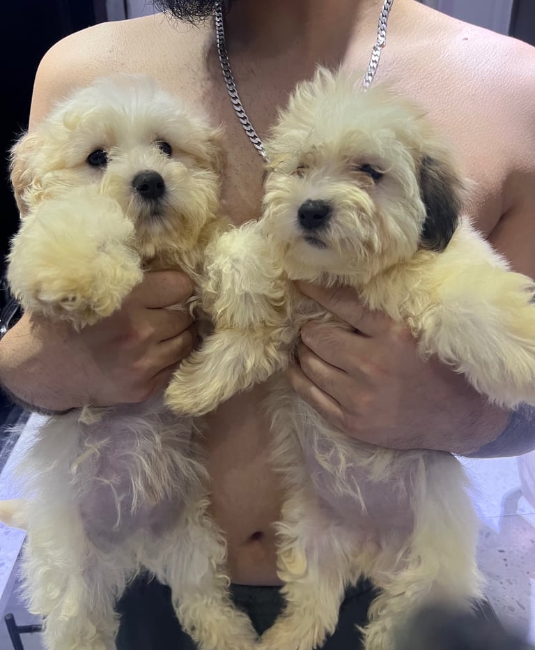 image for Maltese cross shih tzu