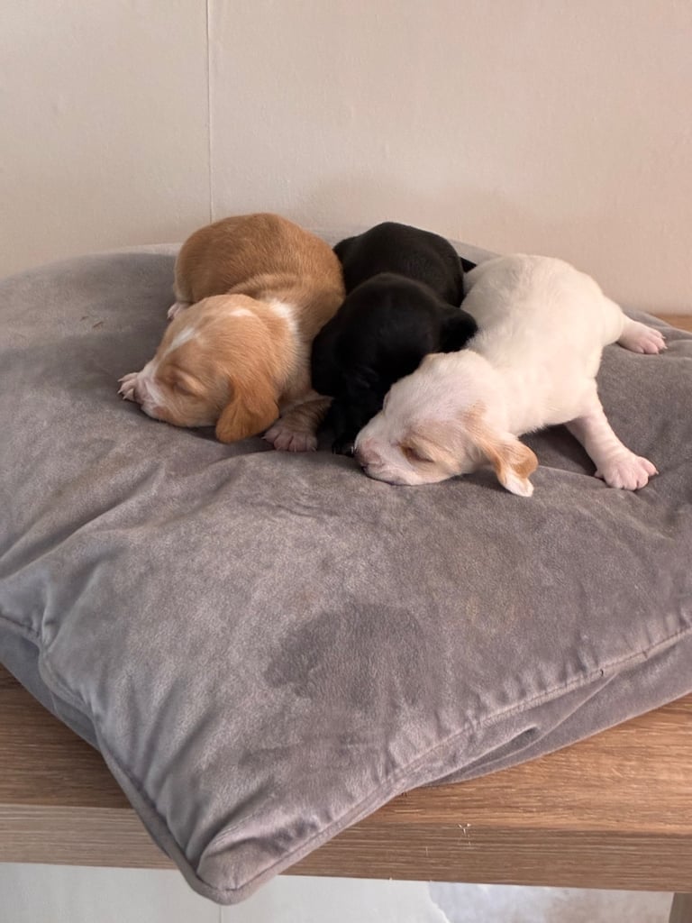 🐶 Gorgeous Dachshund Pups Looking for Homes – 25th Oct ✨