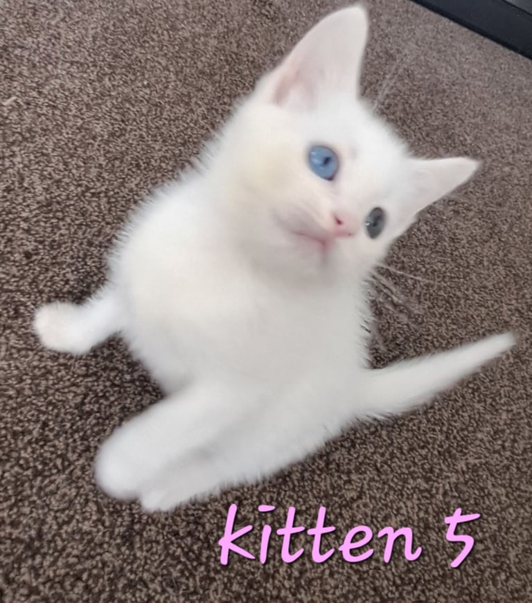 4 Stunning kittens for sale