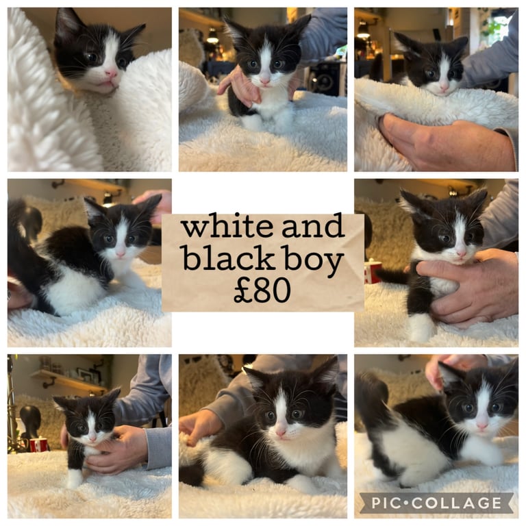 1 beautiful persian cross BOY kittens for sale!