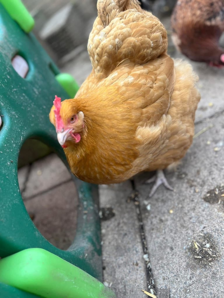 Hens for sale various egg colours 1years old