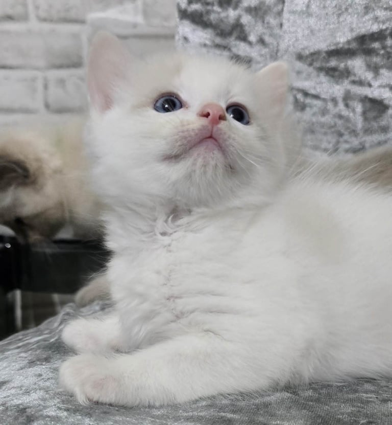 Stunning Ragdoll Male Kittens 