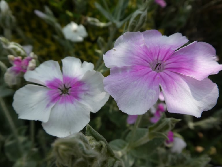 Lychnis coronaria deep cerise/magenta: plant or seeds (ALSO of white or pink& white) from Touchwood