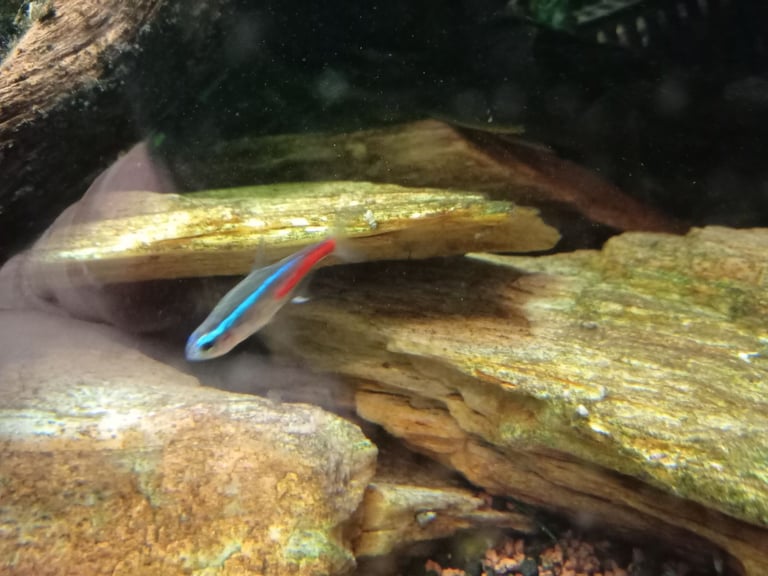 Aquarium fish tank aquascape stone rock seyriu stone rainbow stone river rock