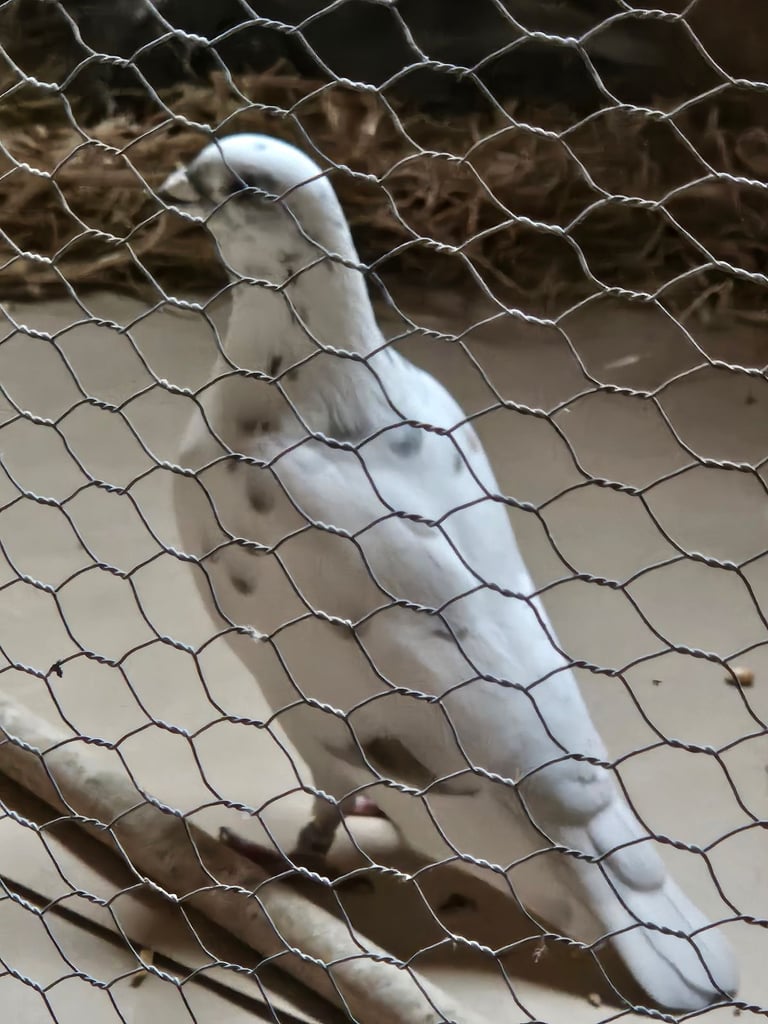 Racing pigeons 