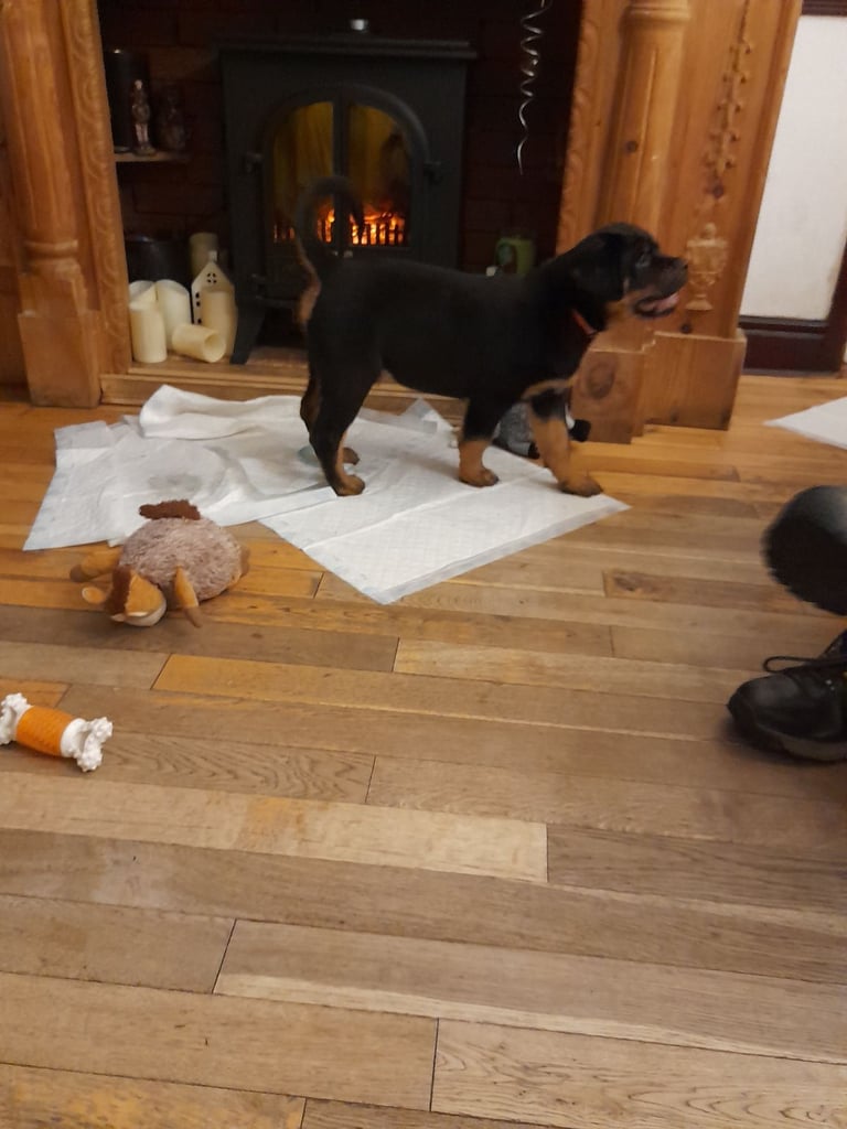  ROTTWEILER PUPS FOR SALE***KC REG***FULLY INJECTED***