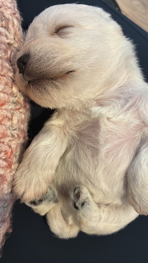 Miniature schnauzer puppies 