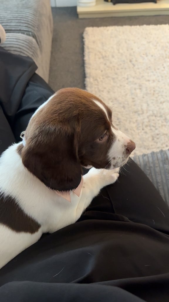 Springer pup