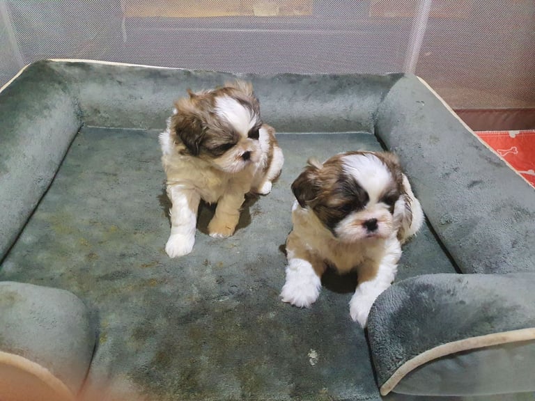 shih tzu puppies