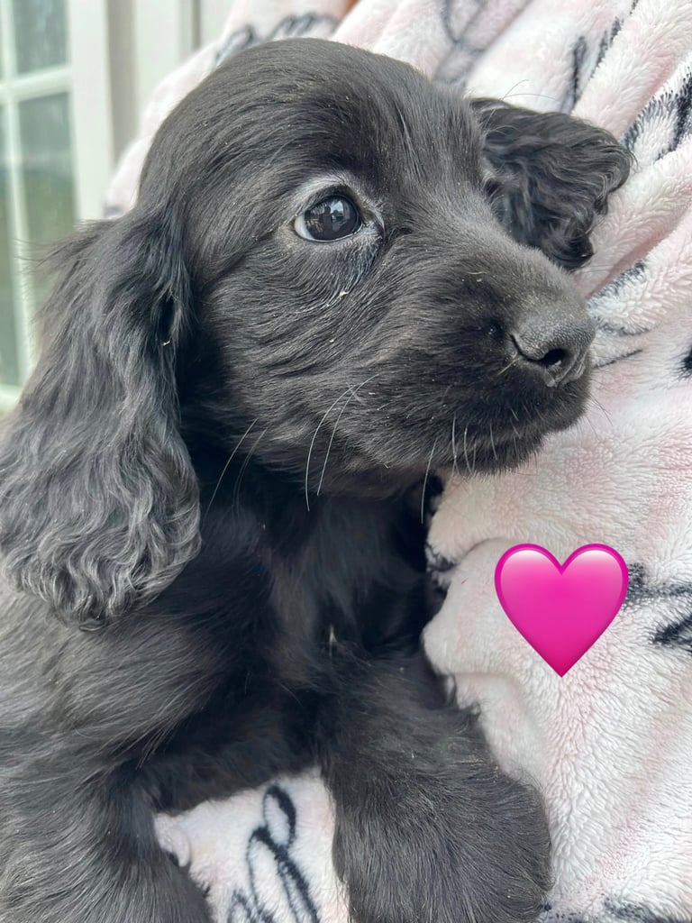 Cocker spaniel pups