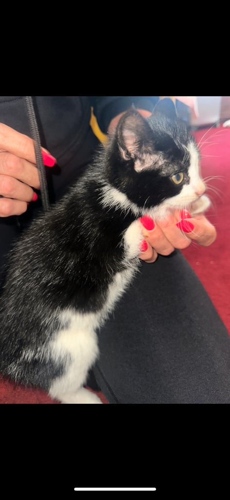 baby kittens for sale 