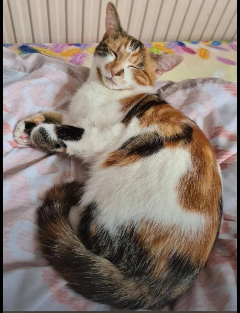Calico Cat, Female, 7 years old, Neutered 