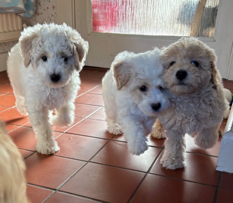 Maltipoo Puppies AVAILABLE NOW 