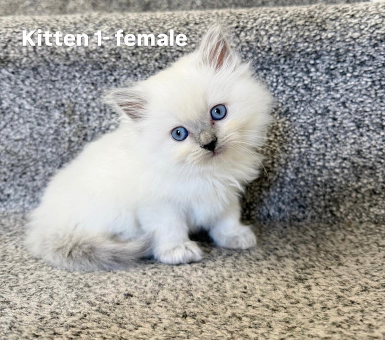 Beautiful British short hair/Ragdoll kittens
