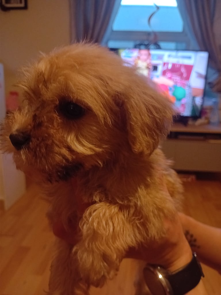 Schnockerpoo puppies