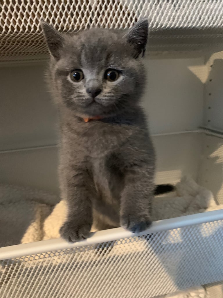 image for British Shorthair Kittens – Sweet Round Faces 🐻💛