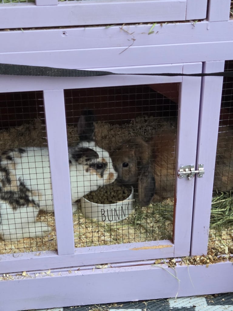 Bonded pair of rabbits