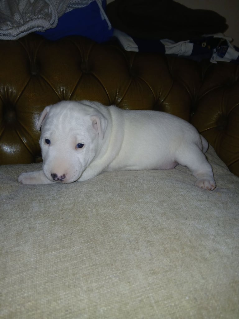 Kc EBT PUP 