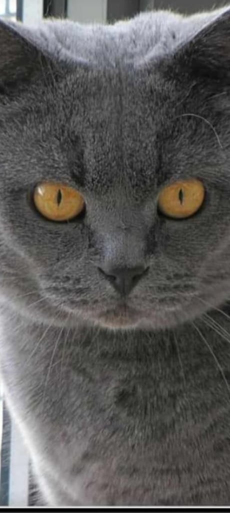 BRITISH SHORT HAIR LAST MALE BLUE Ready now  