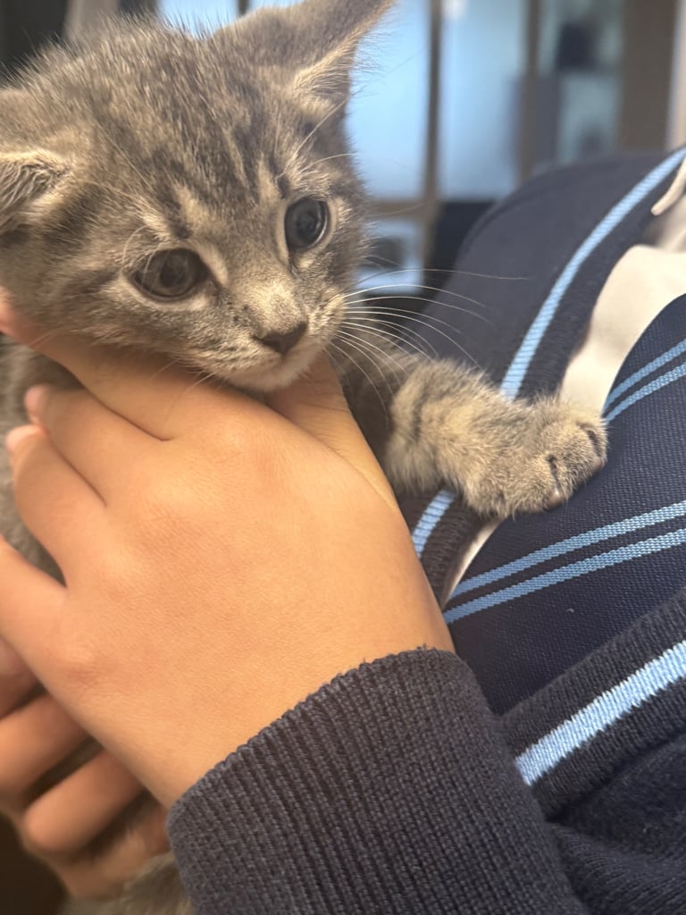 Kittens 