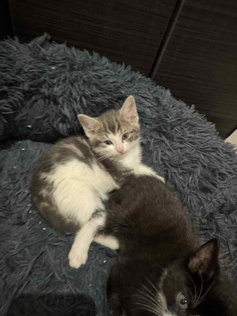 Kittens for sale 