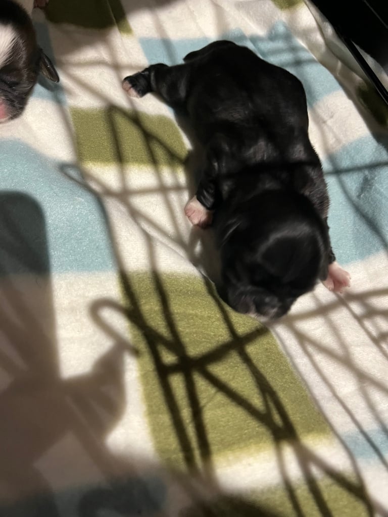One beautiful baby girl shih tzu puppie