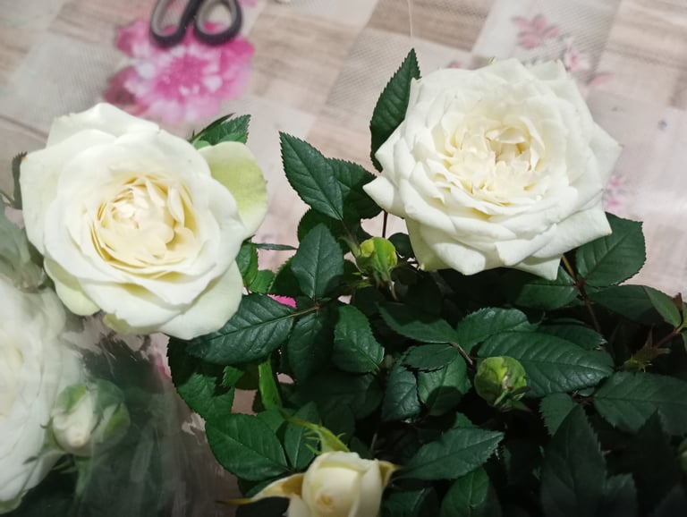 M and S white rose plant in ceramic pot 