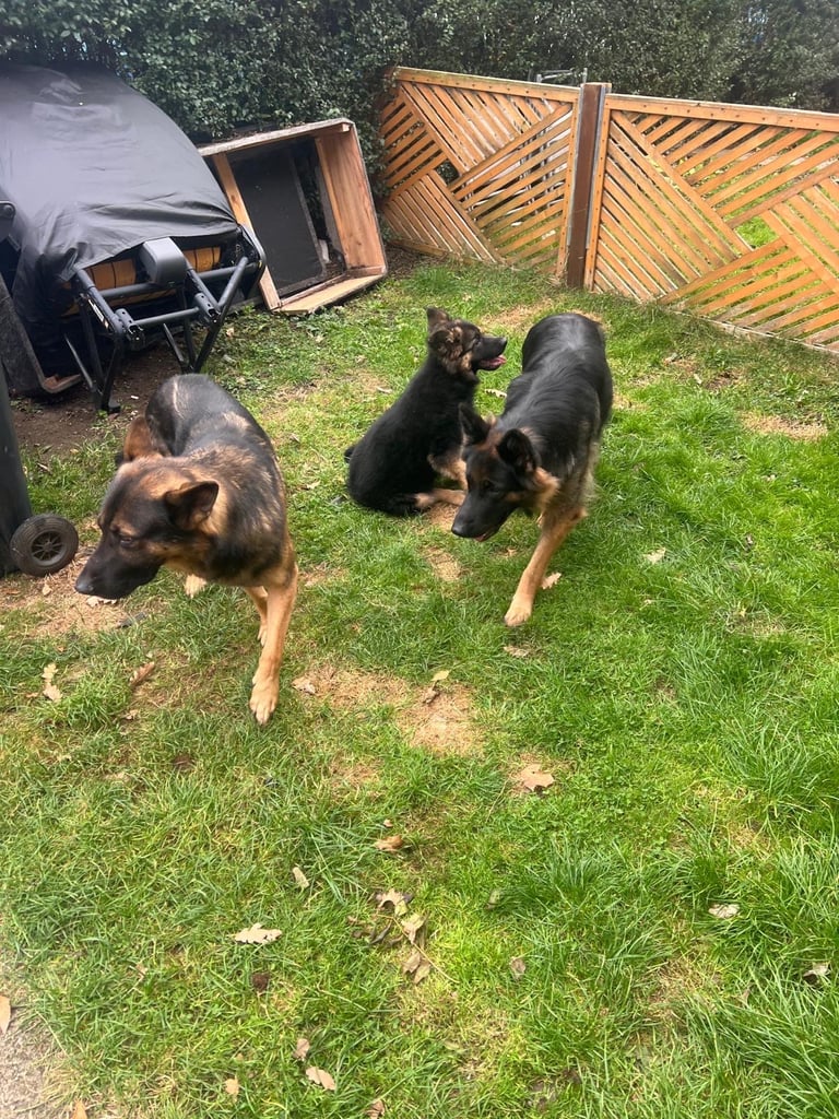 GSD puppy (F)