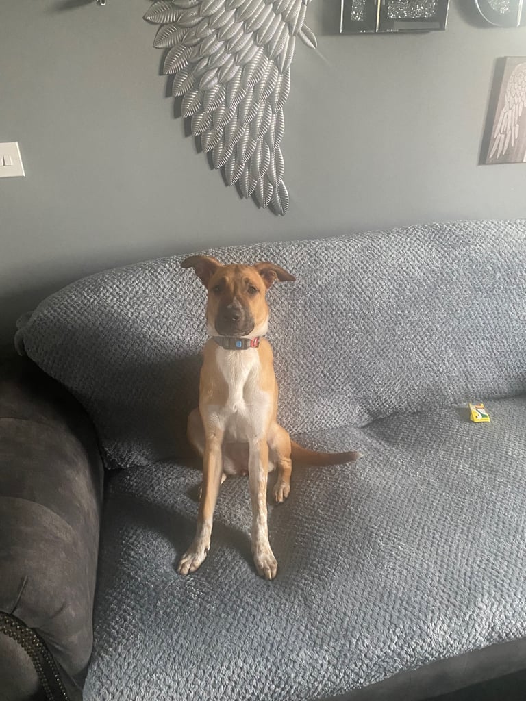 Dog