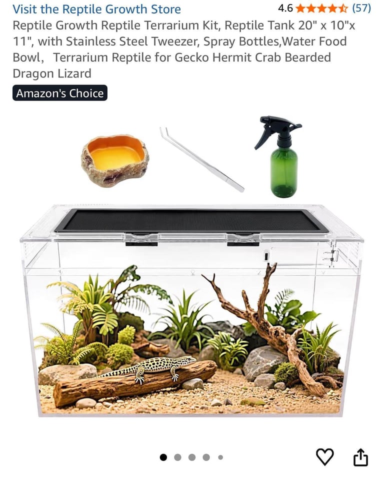 Healthy 1.5-Year-Old Male Ball Python