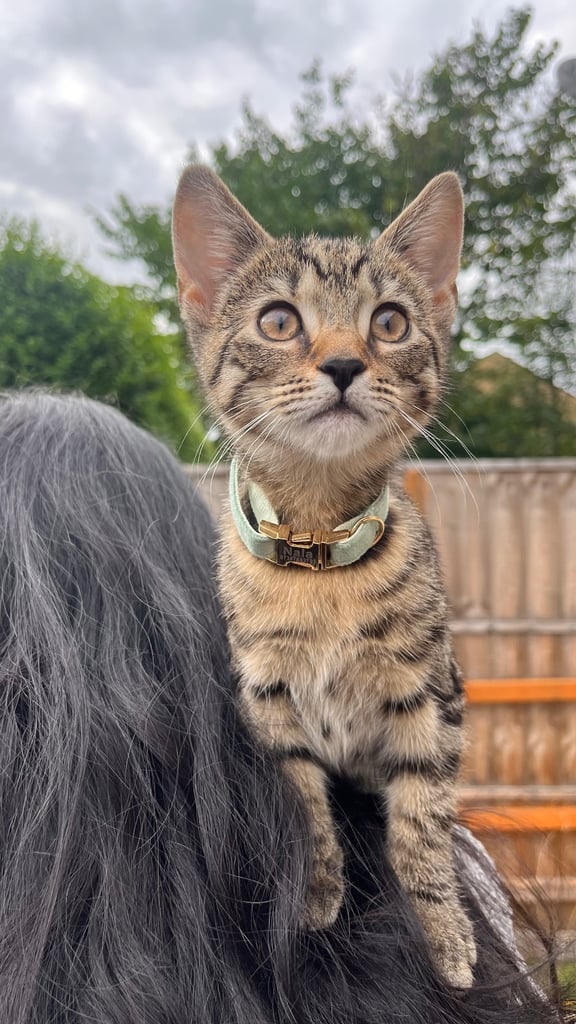 Bengal X Tabby kitten for sale