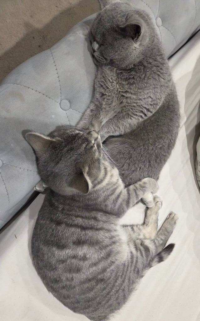 Rehome cats. 1 x British short hair blue 1 x blue tabby