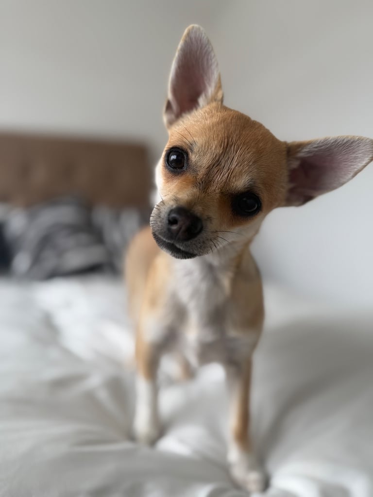 Two Chihuahua x Jack Russell Males for sale 6 months old.