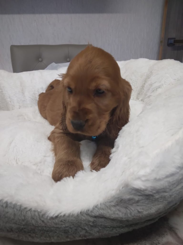Cocker spaniel