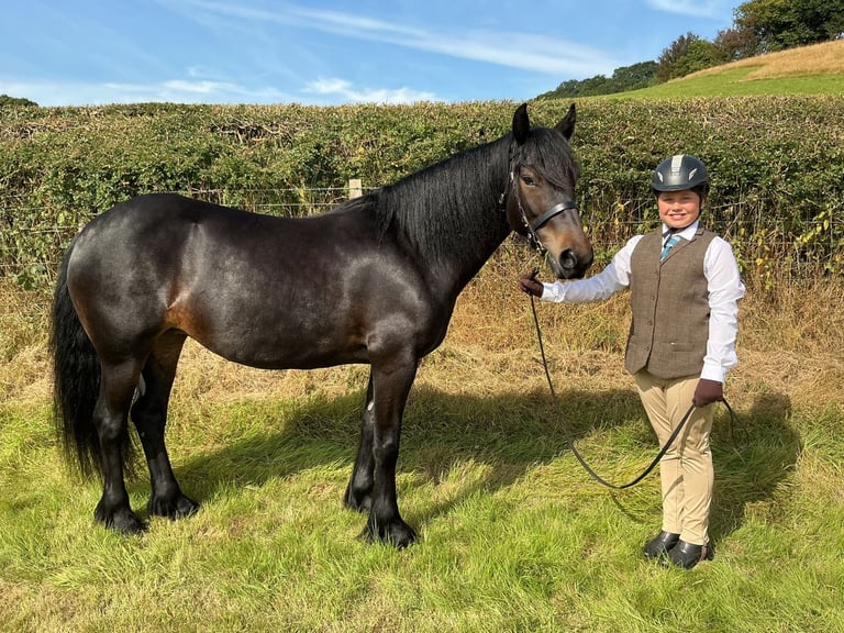 Quality fell pony mare 13.3 2018