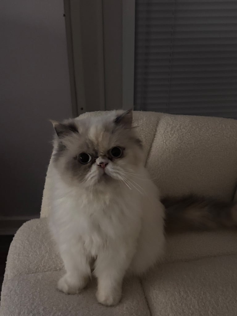 Persian cat- new loving home needed 