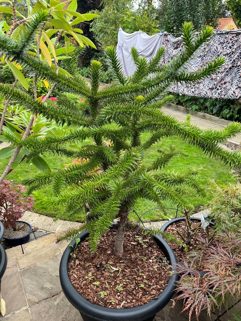 Monkey puzzle tree