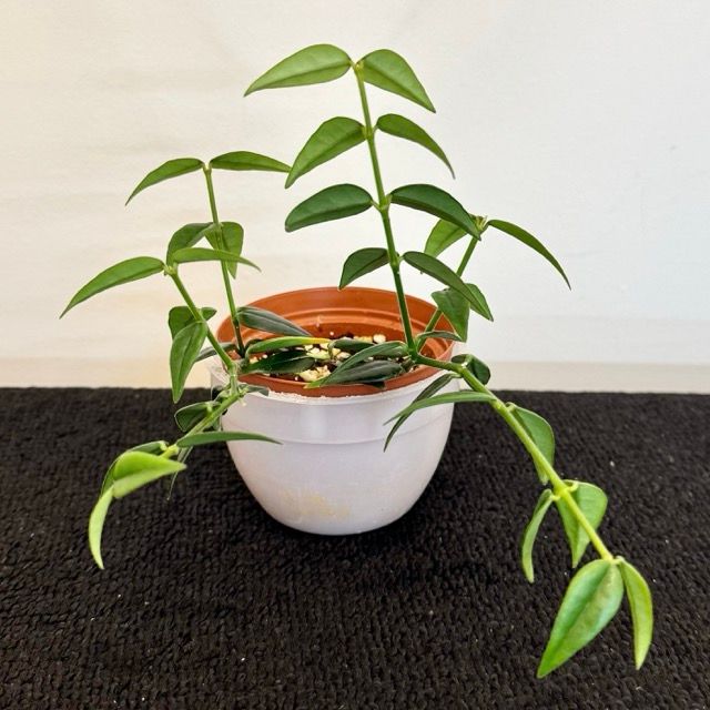 image for Hoya Bella Houseplant £10.