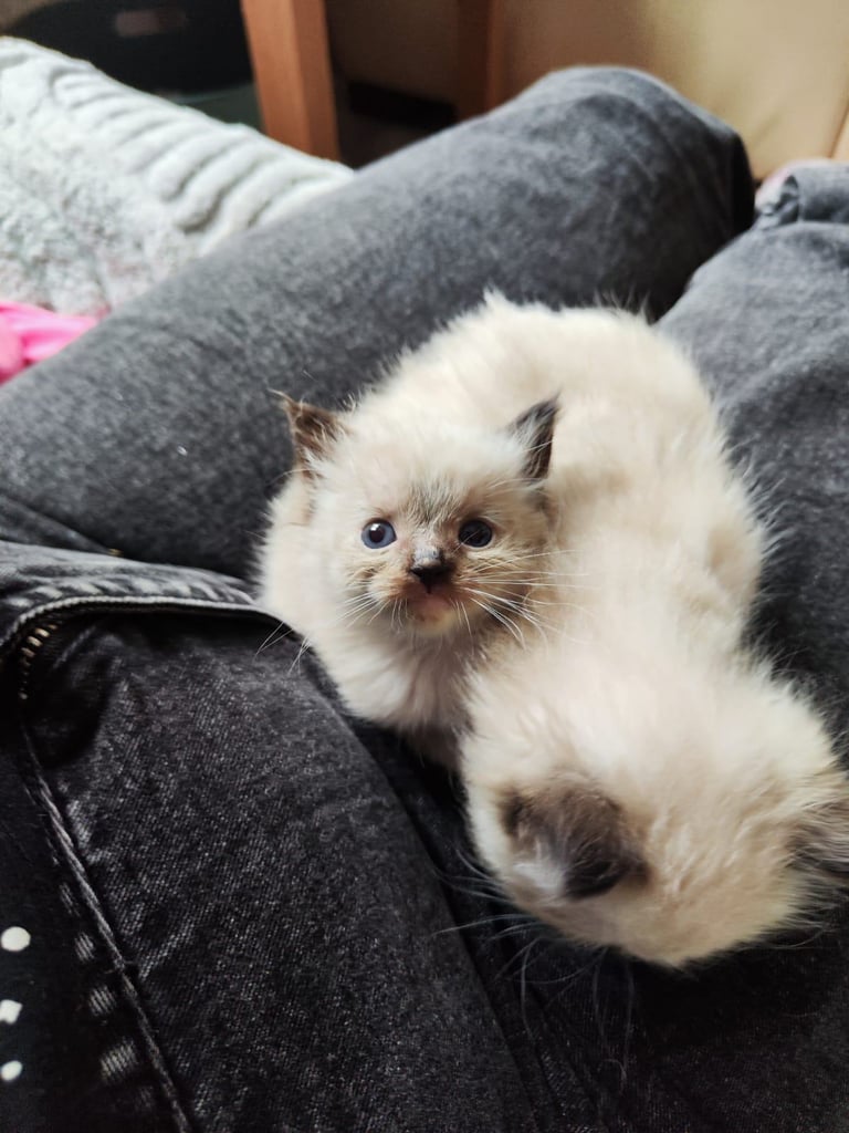 READY NOW- Last little girl pure Ragdoll kitten 