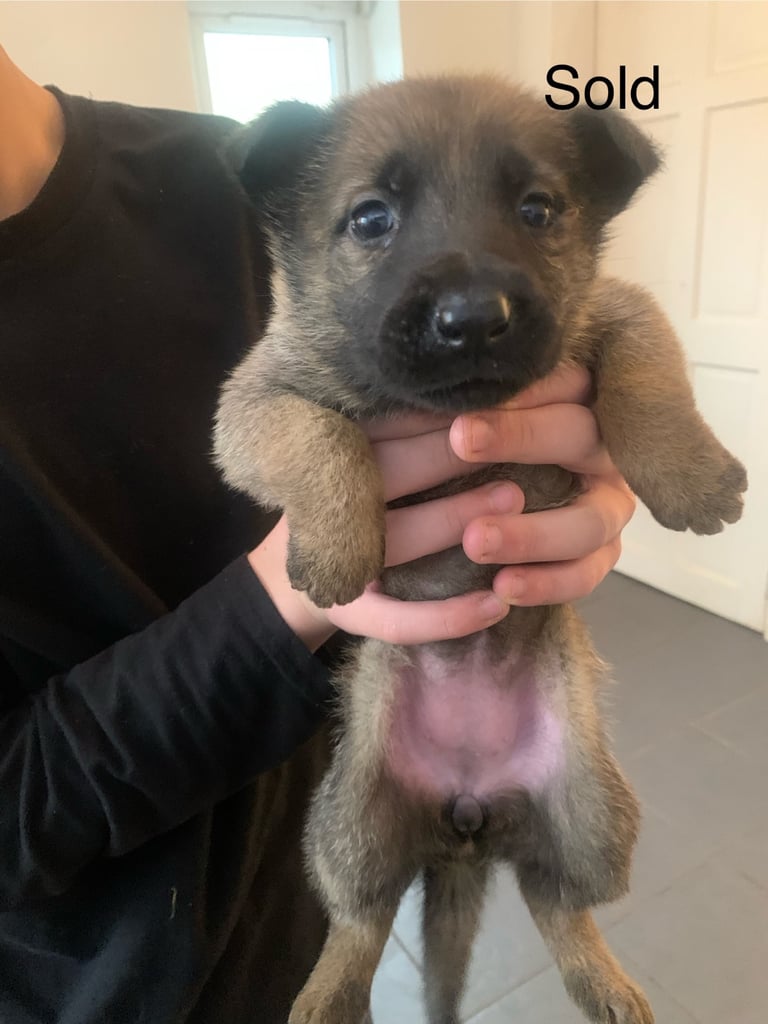 Pups for sale 