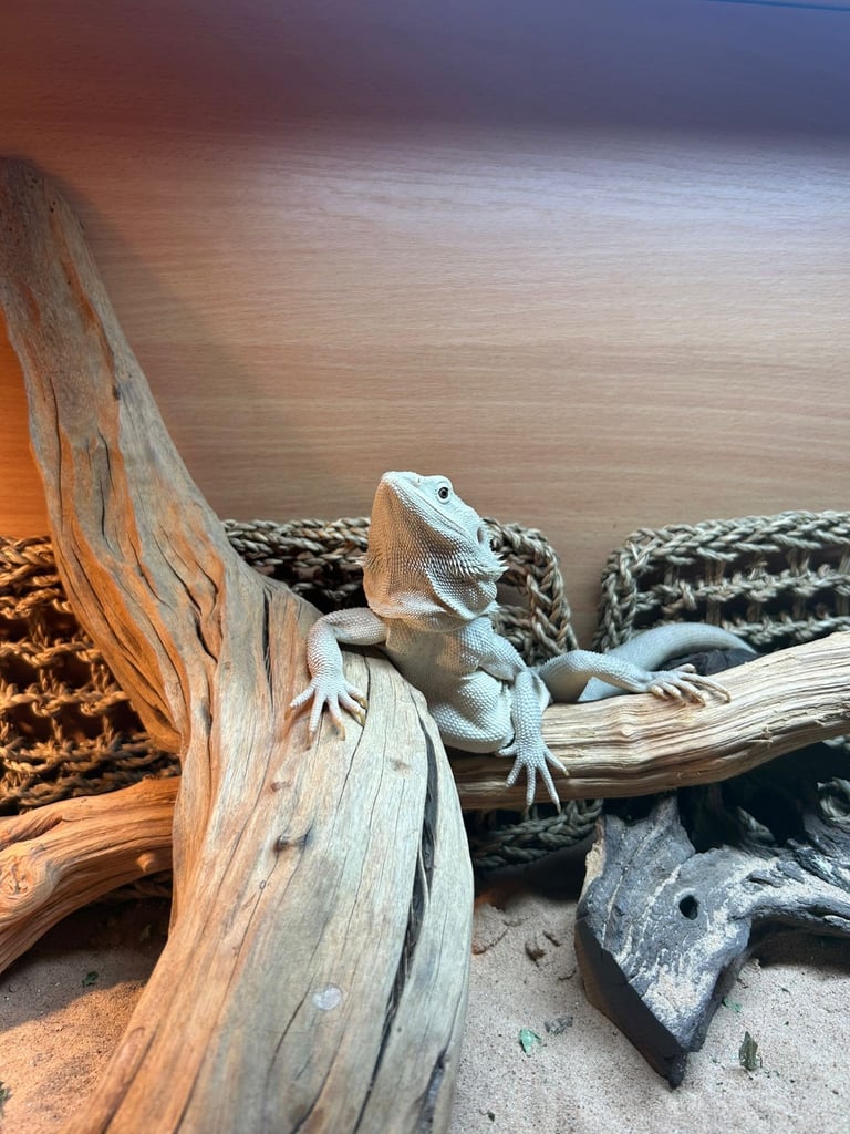 image for Bearded dragon 